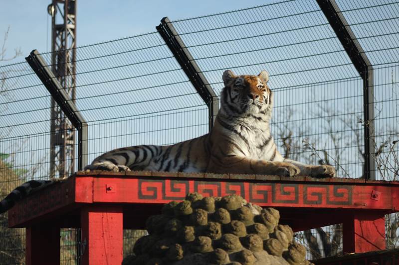 Amur Tiger 04 - Land of the Tiger