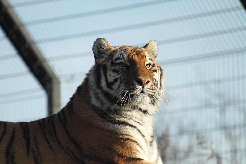 Amur Tiger 05 - Land of the Tiger