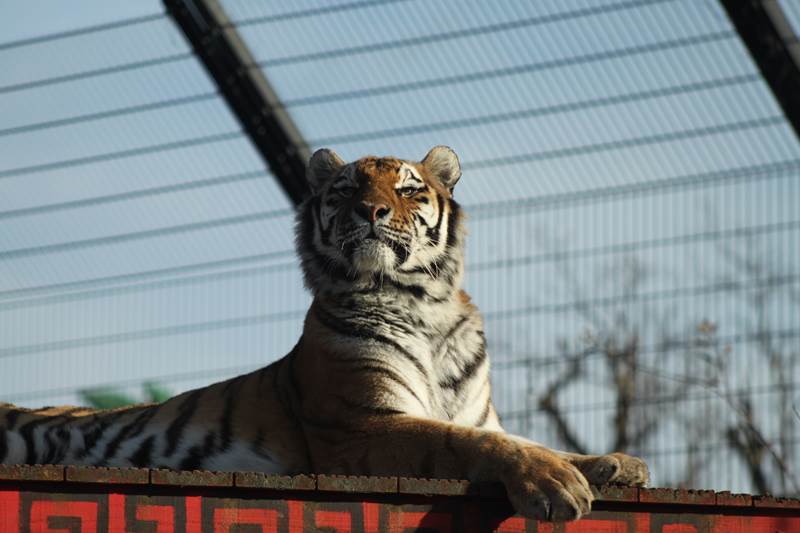 Amur Tiger 07 - Land of the Tiger