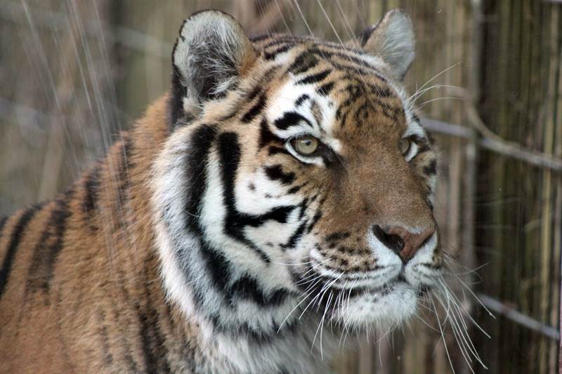 Amur Tiger 11 - Land of the Tiger