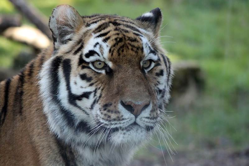 Amur Tiger 13 - Land of the Tiger