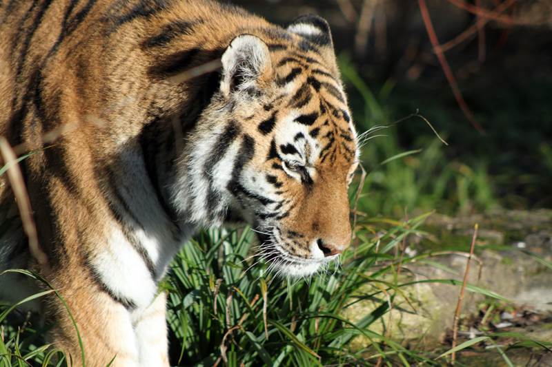 Amur Tiger 15 - Land of the Tiger