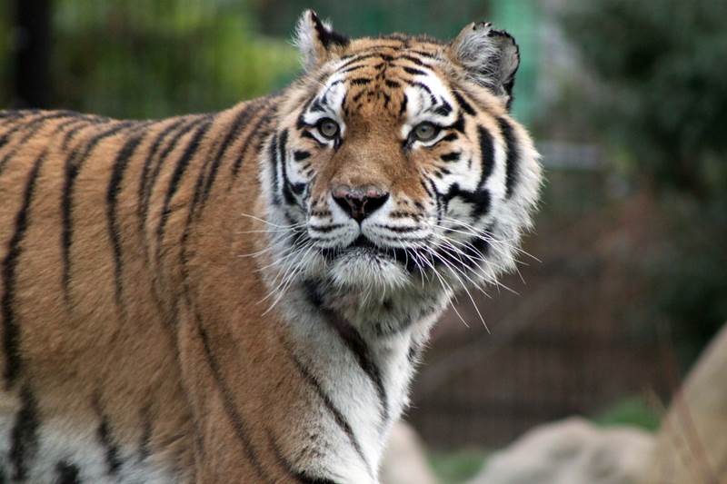 Amur Tiger 16 - Land of the Tiger