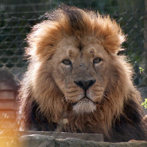 Asiatic Lion Page Icon