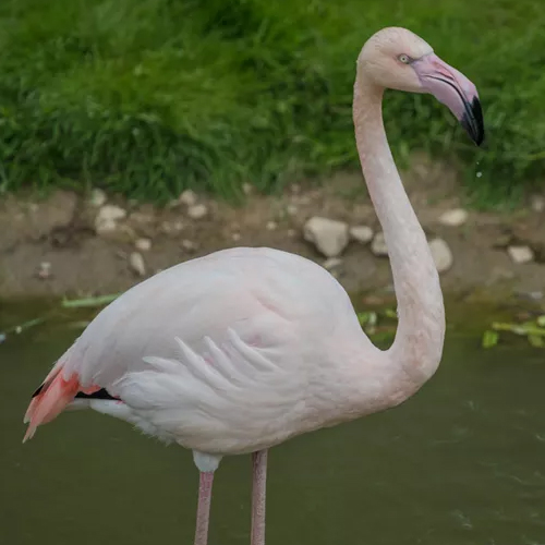 Greater Flamingo Page Icon