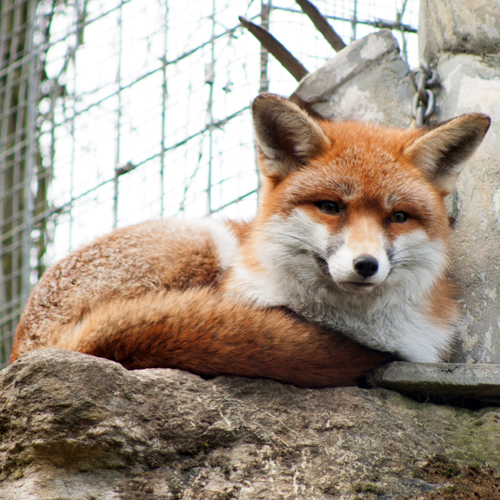 Red Fox Page Icon