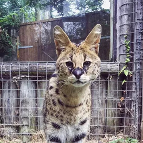 Serval Cat Page Icon
