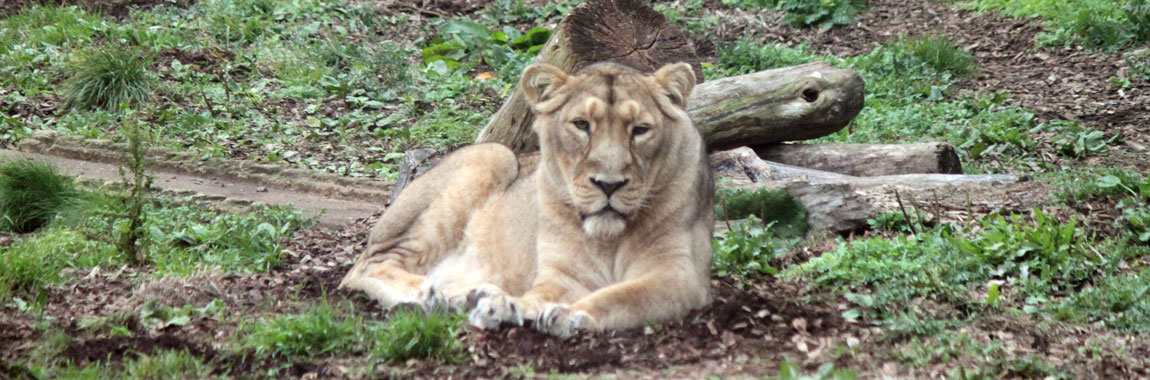 Lioness Kalinga Passes