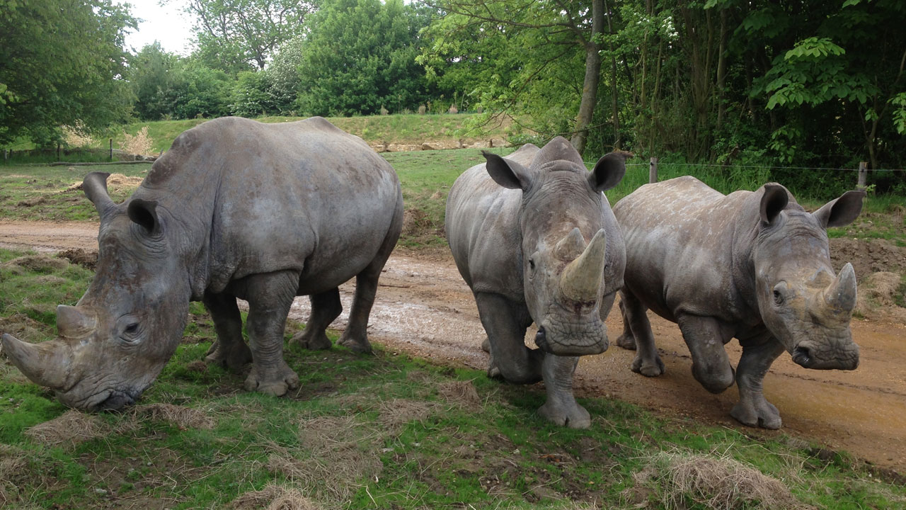 Three Rhinos Crash Into Chessington